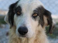 Günter, geb. ca. 09/2018, lebt in GRIECHENLAND, im städt. Tierheim Serres