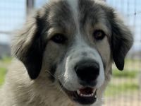 Gomez, geb. ca. 03/2021, lebt in GRIECHENLAND, im städt. Tierheim Serres