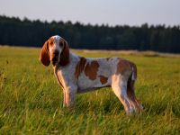 Braccoitaliano Welpen di Witigenove