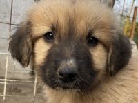 Goku, geb. ca. 08/2022, lebt in GRIECHENLAND, auf einer privaten Pflegestelle