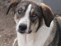 Dios, geb. ca. 05/2022, lebt in GRIECHENLAND, im städt. Tierheim Serres