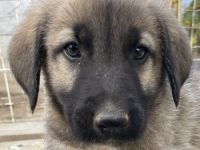 Cosy, geb. ca. 08/2022, lebt in GRIECHENLAND, auf einer privaten Pflegestelle