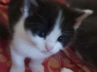 2 zuckersüße Kitten - Babykater