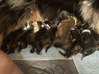 Wäller Welpen suchen ein passendes liebevolles Zuhause