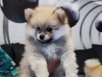 Zwergspitz (Pomeranian)  Welpen