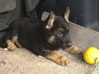 Deutsche Schäferhund Welpen mit Pap.