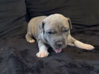 American Staffordshire Terrier / XL Bully Welpen