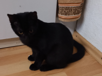 Kater sucht neues Zuhause
