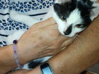 Katzenkinder suchen neues Zuhause