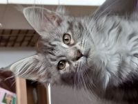 Maine Coon mit Stammbaum