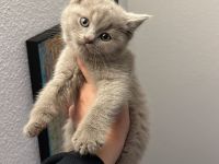 Bkh Babykatzen abzugeben