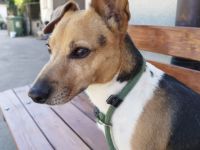 Emma - Besuchbar in 68799 Reilingen