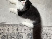 Britisch kurzhaar langhaar bkh kitten Babys mit Stammbaum