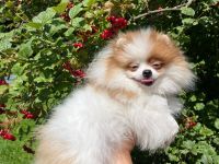 Pomeranian Welpen