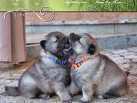 German Silver Sensations