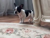 Französische Bulldoggen Welpen