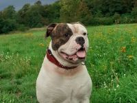 Biete unseren reinrassigen OEB mit Ahnentafel als Deckrüde an.