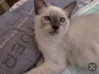 Heilige Birma junge in Stuttgart