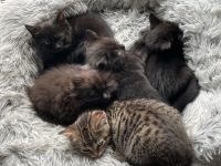 BKH Kitten suchen neues Zuhause - Kätzchen