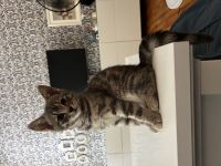 Bkh kitten Katzen Blau Silver