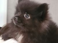 Pomeran zwergspitz mini  Welpe