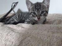 5 süße Kartäuser BKH Mix kitten