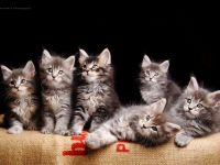 Reinrassige Maine Coon Kitten