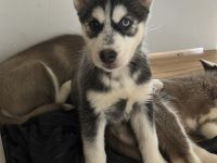Gesunde Husky Welpen