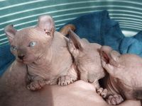 Sphynx Kitten