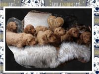 Zuckersüße Goldendoodlewelpen suchen liebevolles Zuhause!