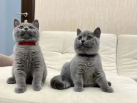 Britische Kurzhaar-Kätzchen