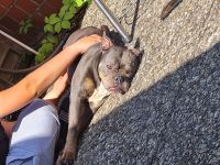 Old english bulldog sucht neues Zuhause