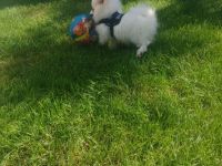 Zwergspitz pomeranian