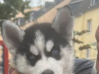 Husky Welpen