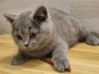 BKH Katzenbabys Kätzchen Kitten