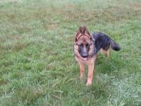 Schäferhündin 5,5 Monate schwarz-braun mit roten SV-Papiere entwurmt,gechipt,geimpft EU Imfpass