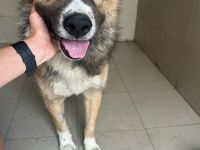 Teddy - endlich von den Ketten los!🐶