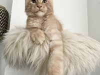 Zauberhafter creme smoke Maine Coon Kater - Kitten m. Stammbaum