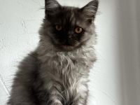 British Kurzhaar BKH