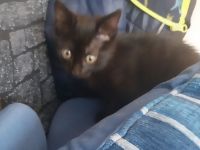 1 schwartze  babykatze Mädchen  suche  neue Besitzer