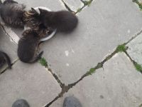 Babykätzchen zu verkaufen