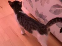 Zwei kleine Kätzchen