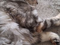 Maine coon