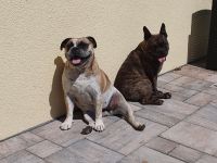 2 Bullys zu vermitteln