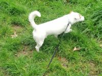 Jack russell terrier rüde sucht ein neues Zuhause