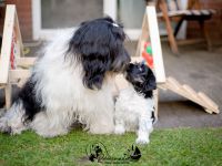 PON ,Polski Owczark Nizinny, Polnischer Niederungshütehund. Von Robinsonada FCI