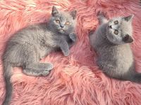 Bkh babykatzen, kitten, kätzchen