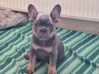 Französischer Bulldoggen Welpe