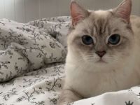 Britisch Kurzhaar Katze