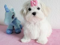 bildhübscher Malteser-Welpe